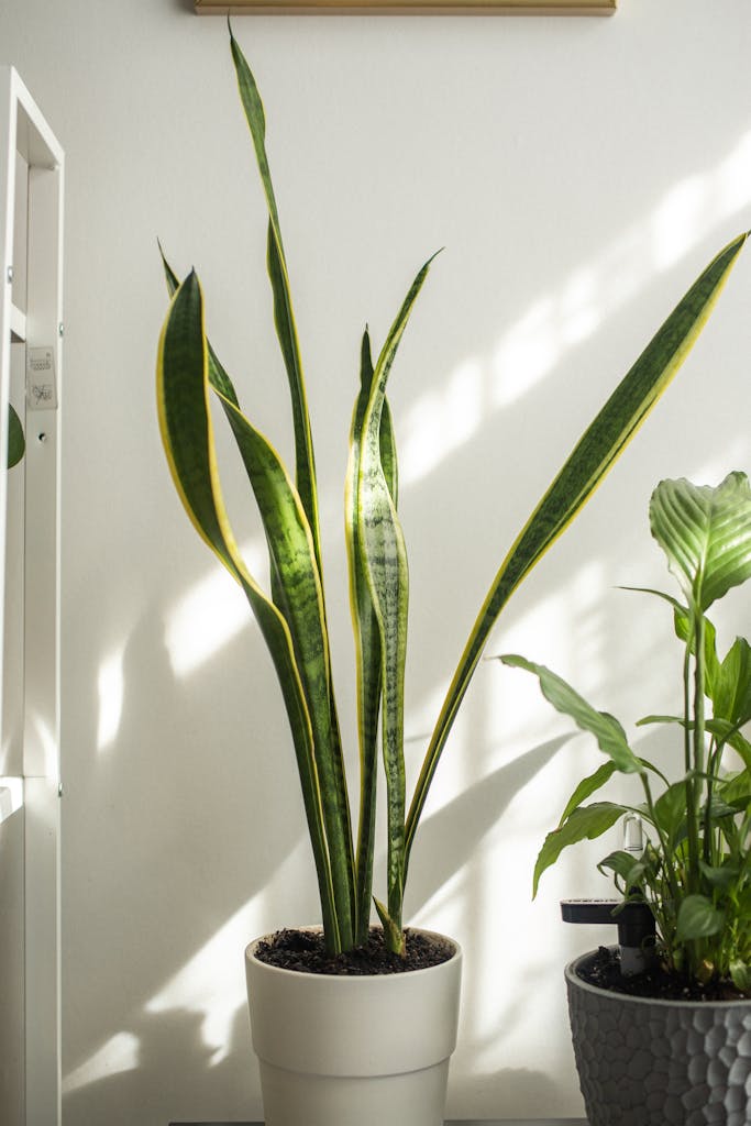 How to take care of your Snake Plant: Your Ultimate Care Guide